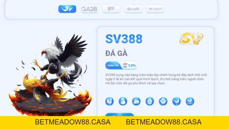 Đá Gà RR88 – Tìm Hiểu Chuyên Mục Đá Gà Trực Tuyến 2026 - BETMEADOW88