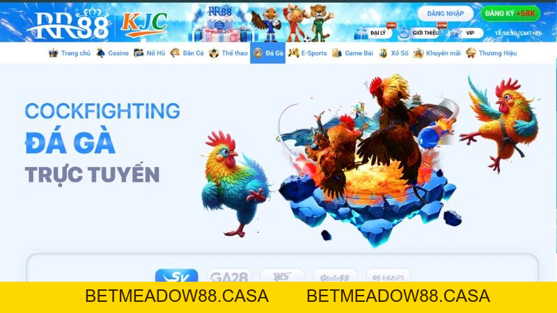 Đá Gà RR88 – Tìm Hiểu Chuyên Mục Đá Gà Trực Tuyến 2026 - BETMEADOW88